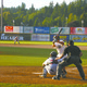 Thumb_black_bears_field