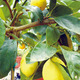 Thumb_bearss-lime_2