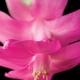 Thumb_312_1