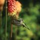 Thumb_328_3