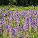 Thumb_354_1