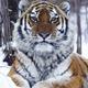 Thumb_386_1