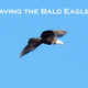Thumb_baldeagleheader