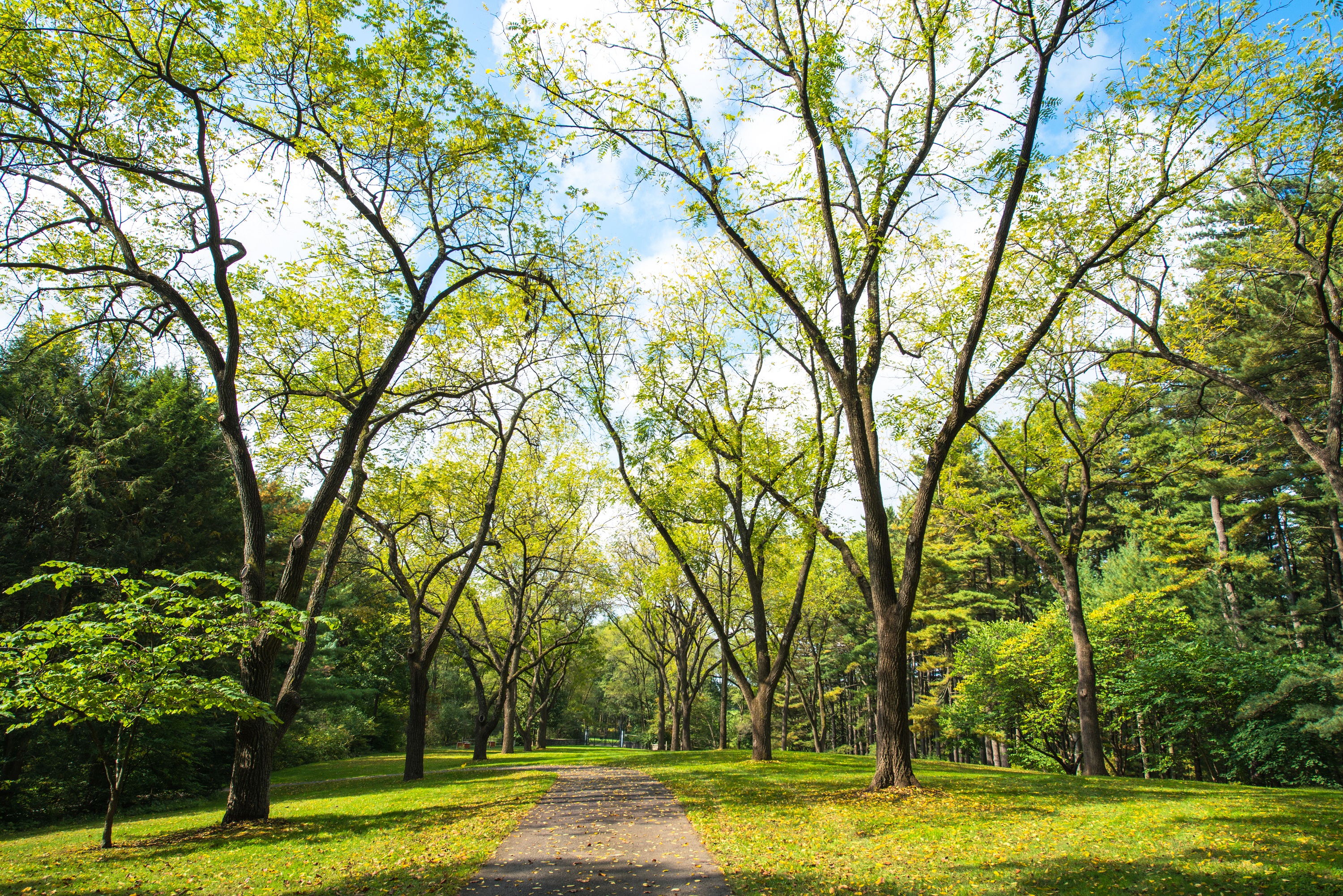 Native Trees of Delaware