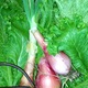 Thumb_mustard_20greens