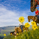 Thumb_vail_web