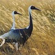 Thumb_cranes_20101