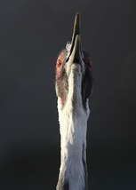 A white-naped crane sounds its call.