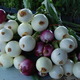 Thumb_market_201