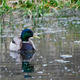 Thumb_b.everest_henry_20the_20duck