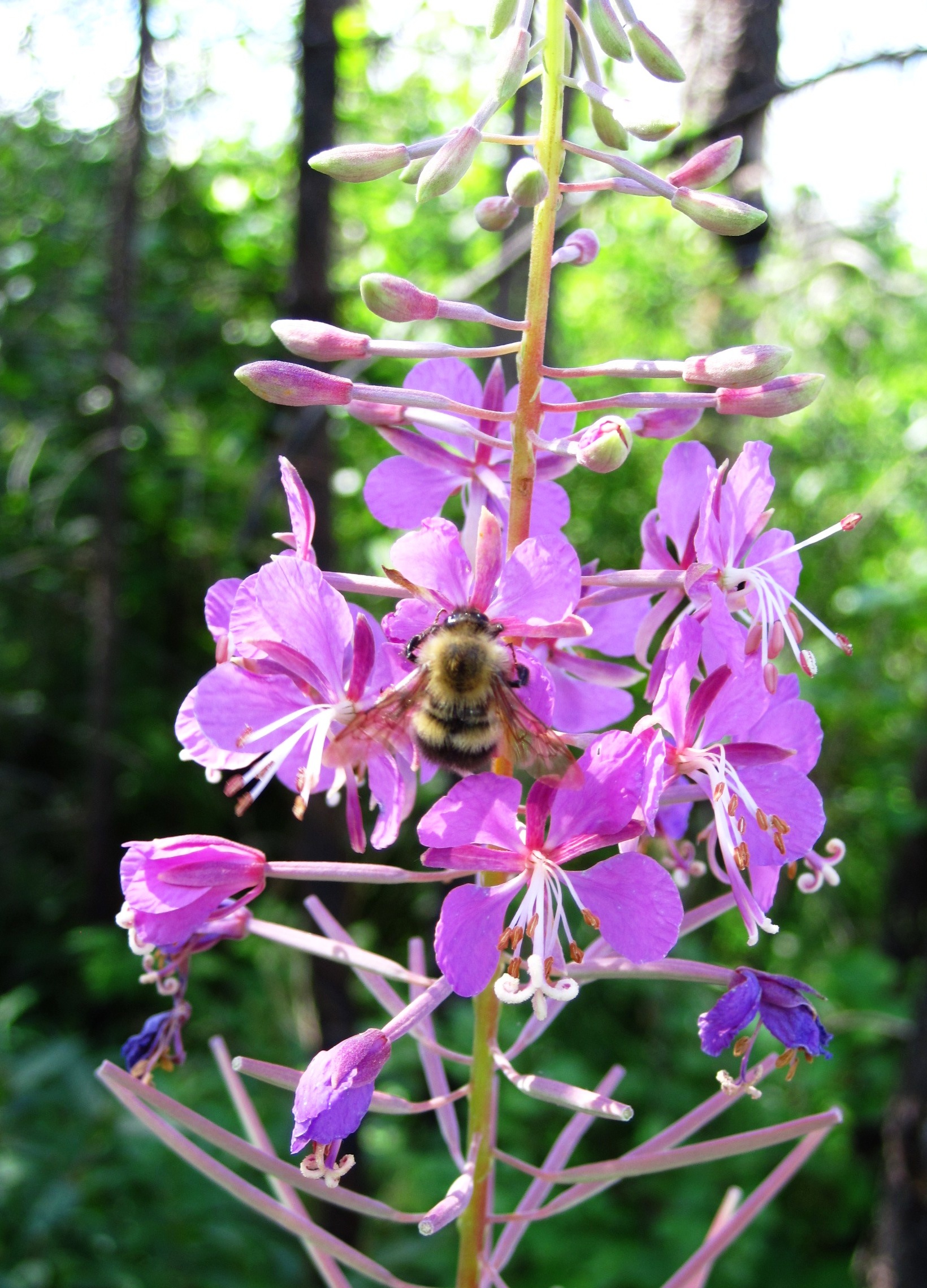 National Honey Bee Day