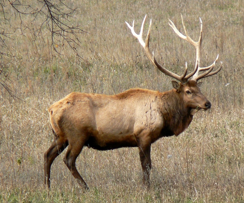 Apply to hunt elk in Minnesota Boreal Community Media