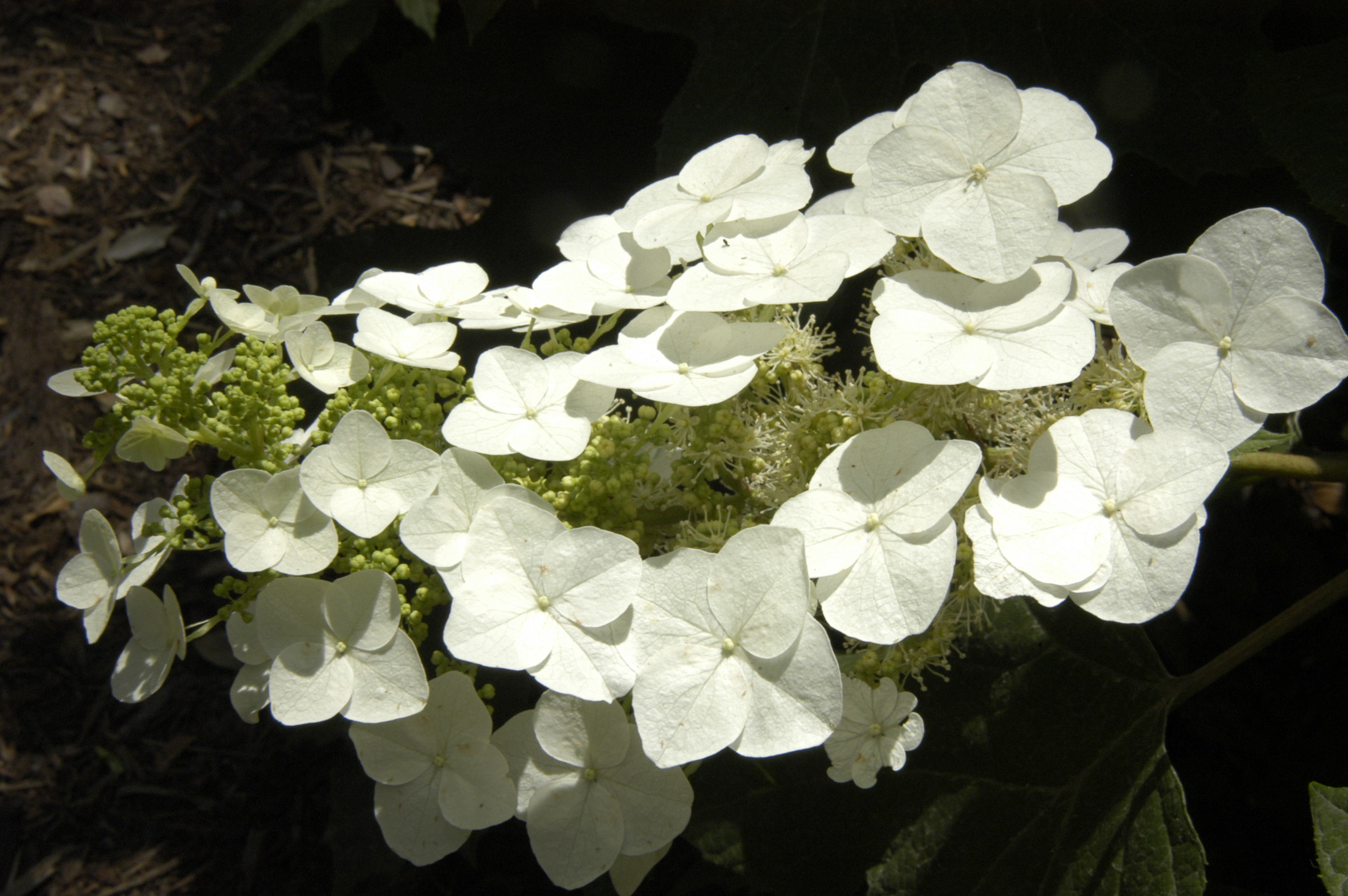 Native Hydrangeas Out Of The Wild And Into The Garden