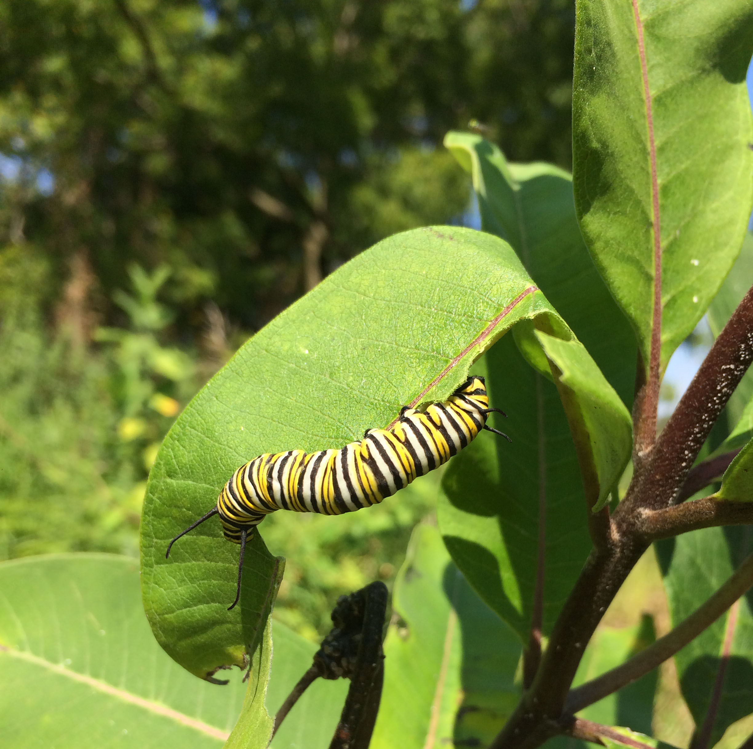 Milkweeds for Monarchs