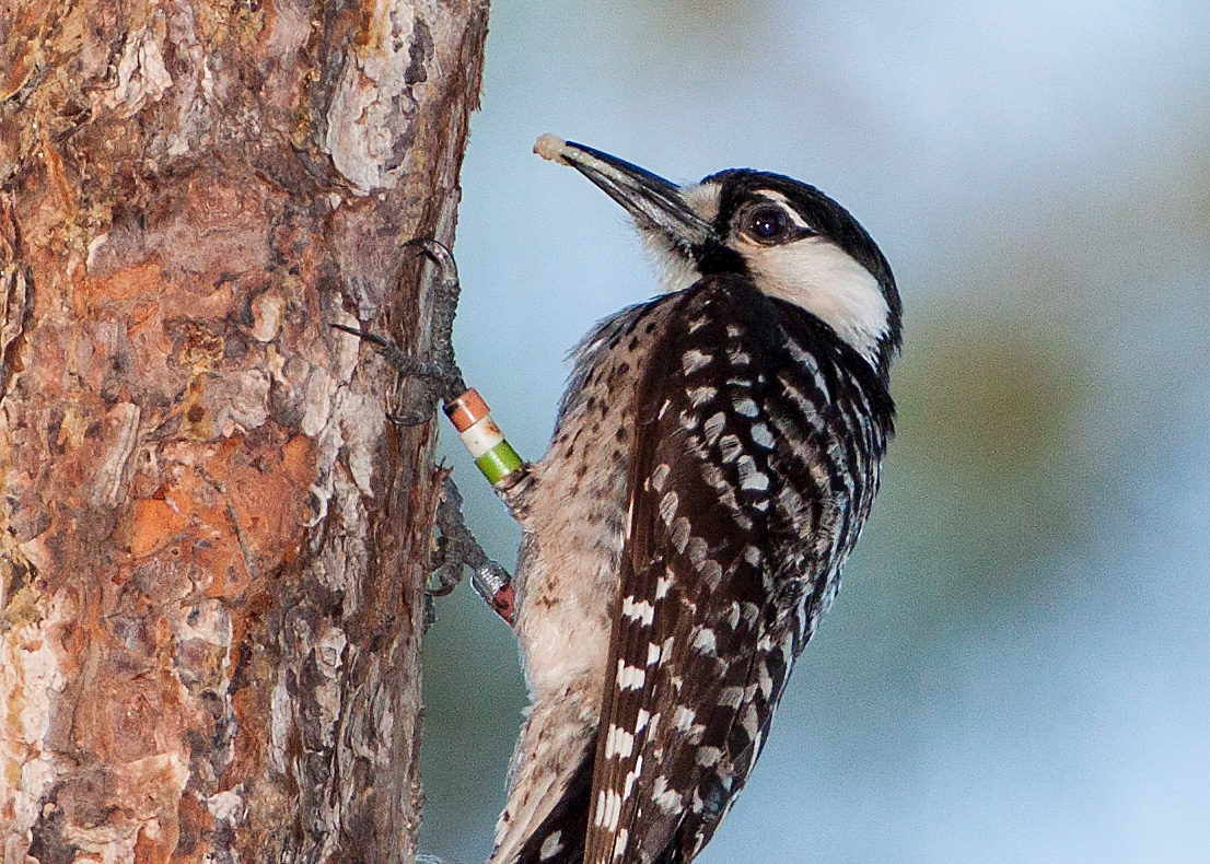 Redcockaded Woodpecker Once abundant, this woodpecker is now