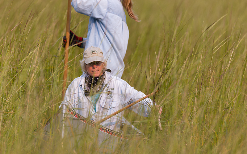 Ripe wild rice harvesting season opens in late August Boreal