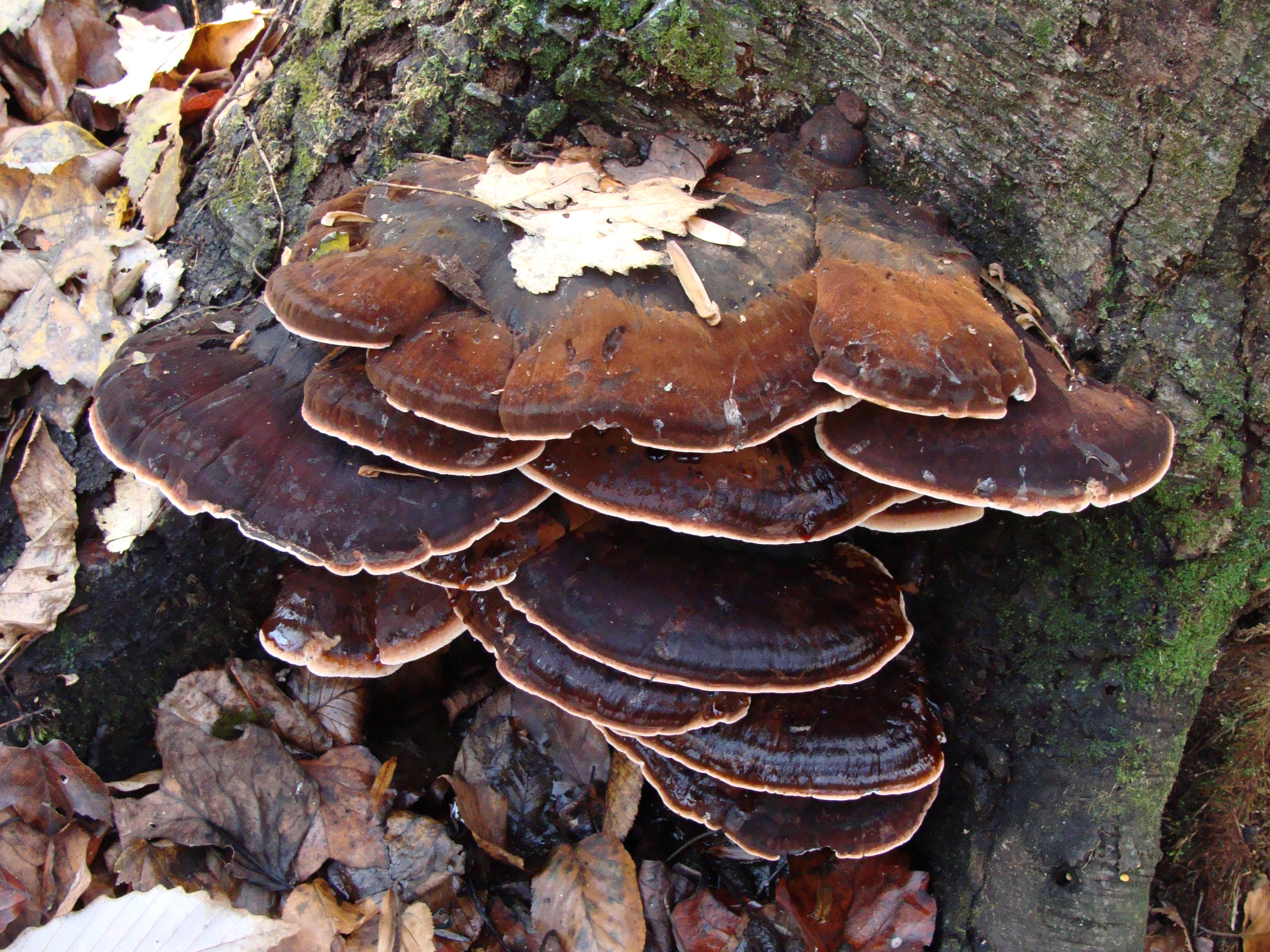 Wild Mushroom Foraging