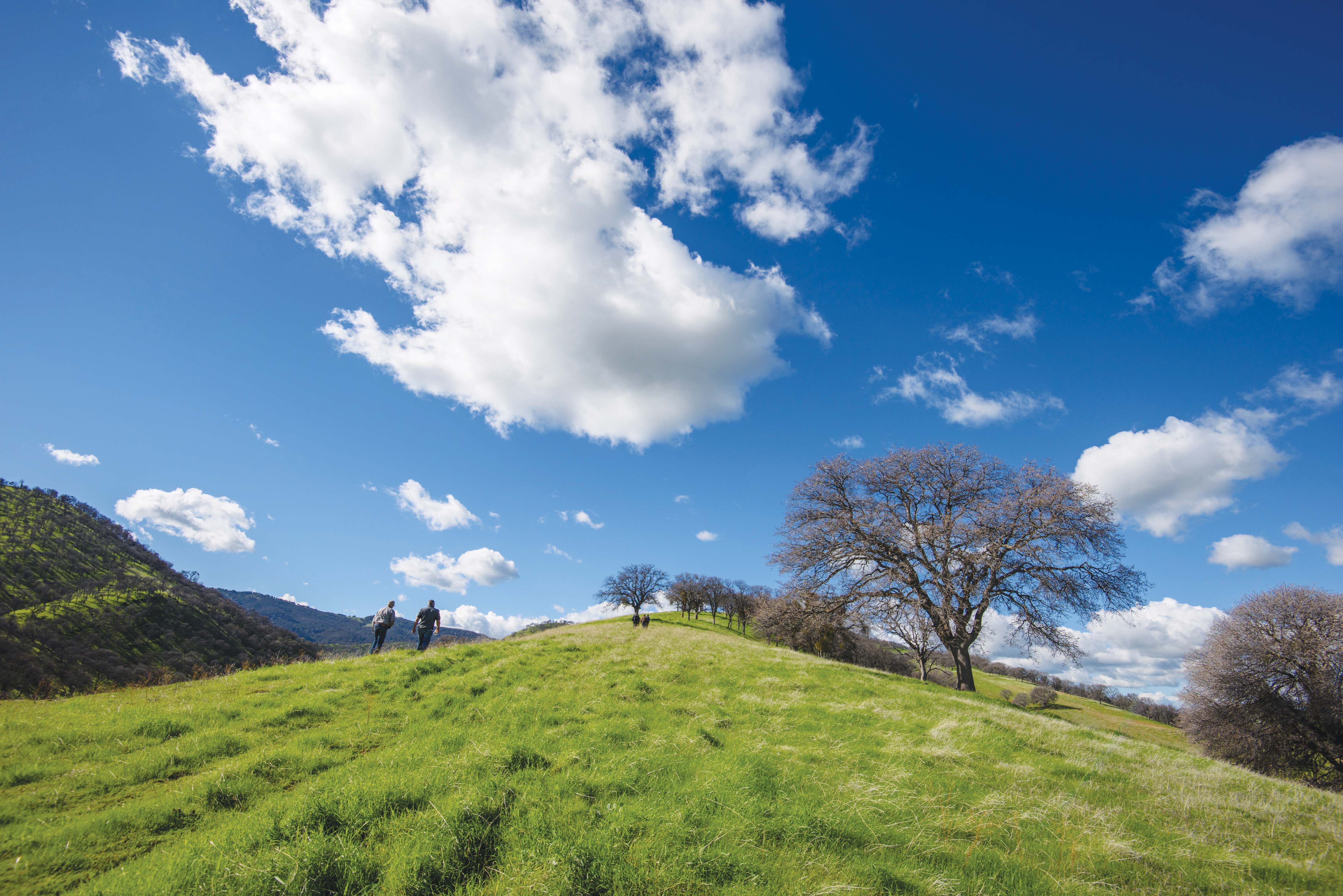 Five of the Best Bay Area Hikes Walnut Creek Magazine