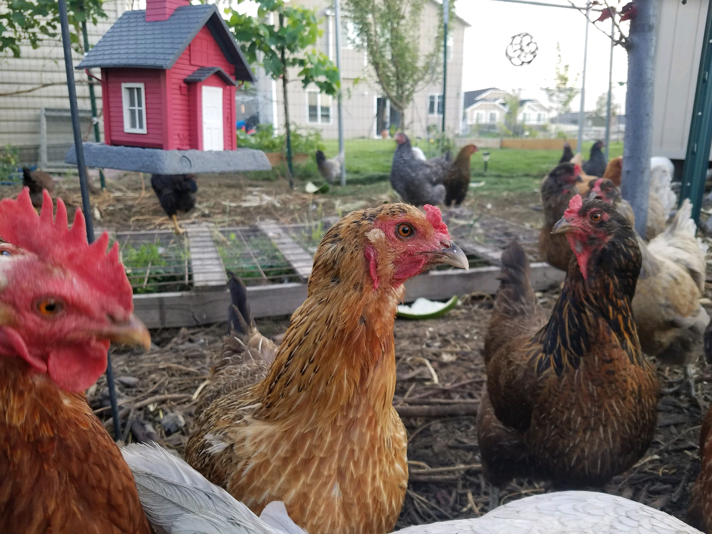 chickens-allowed-on-smaller-lots-south-valley-journal