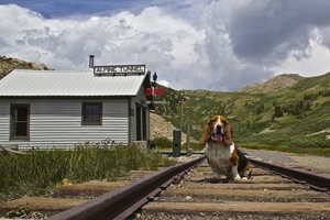 chester hound