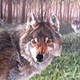 Thumb_animals_20001