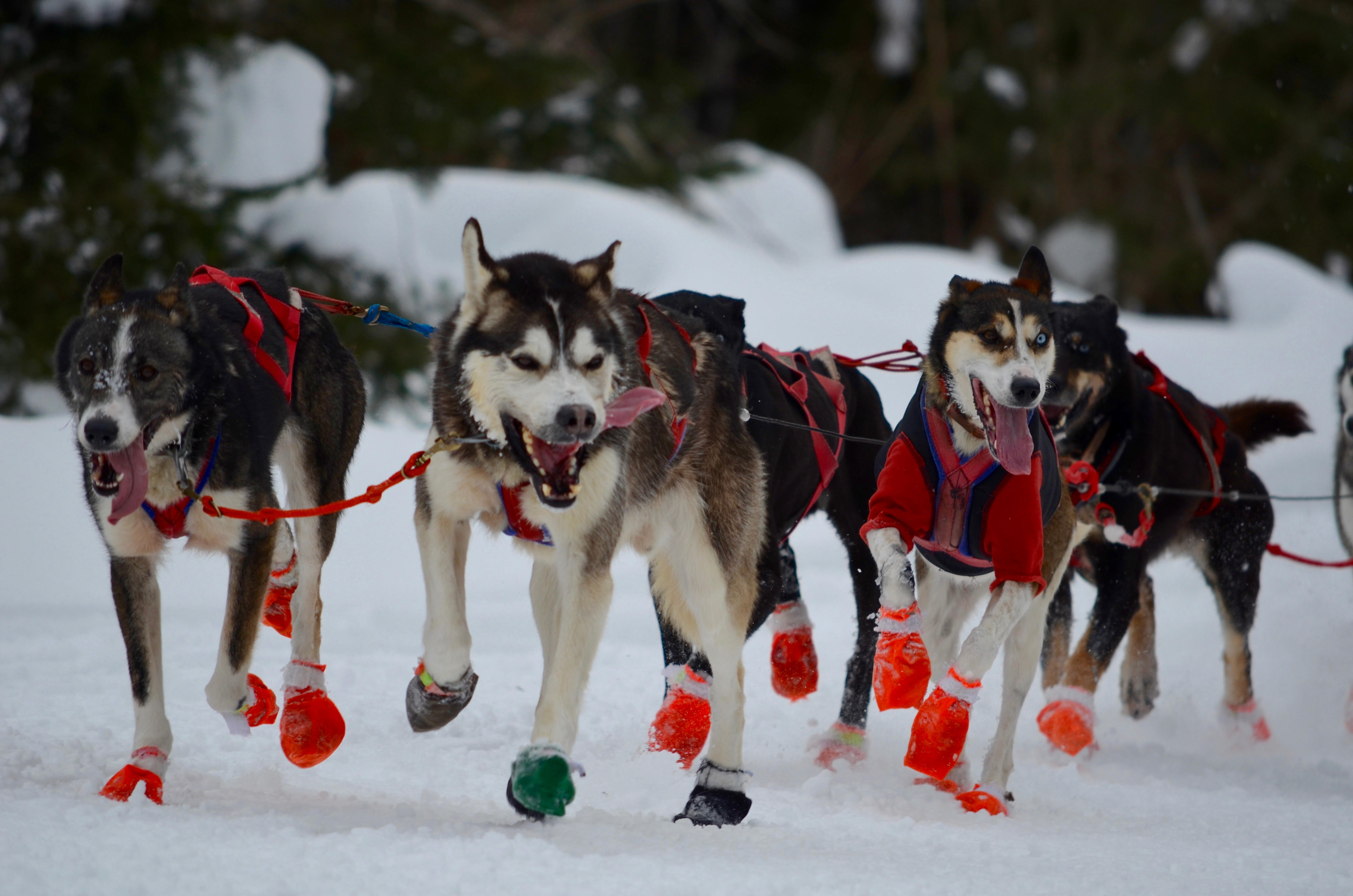 Get ready for 2018 Gunflint Mail Run! | Boreal Community Media