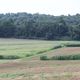 Thumb_easement-landscape