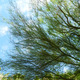 Thumb_desertstarpoolview1
