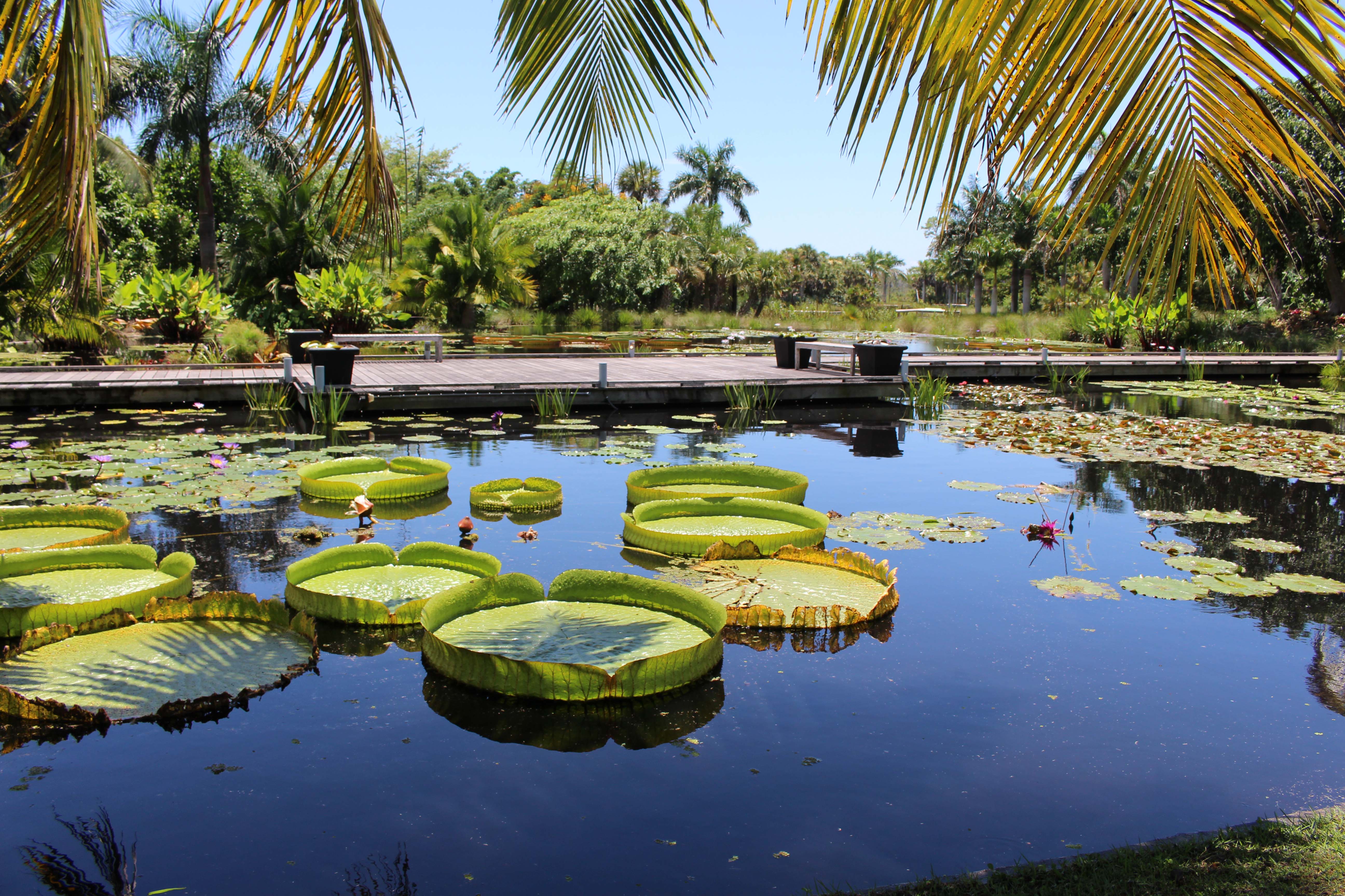 Water Gardens Delight And Soothe Times Of The Islands Magazine