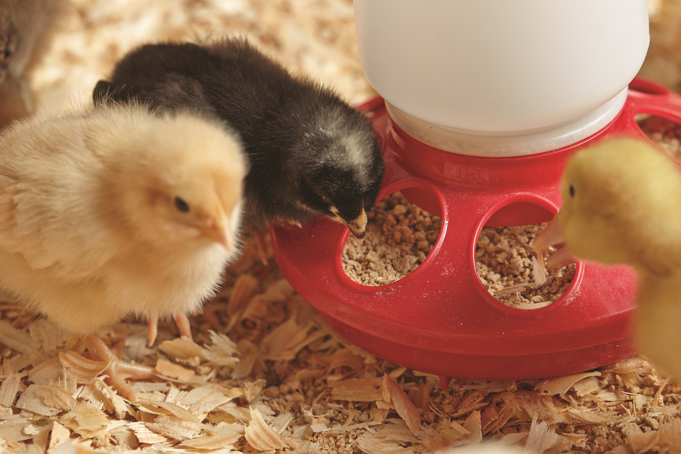Spring Chick Days at Concord Tractor Supply Company Helps Families