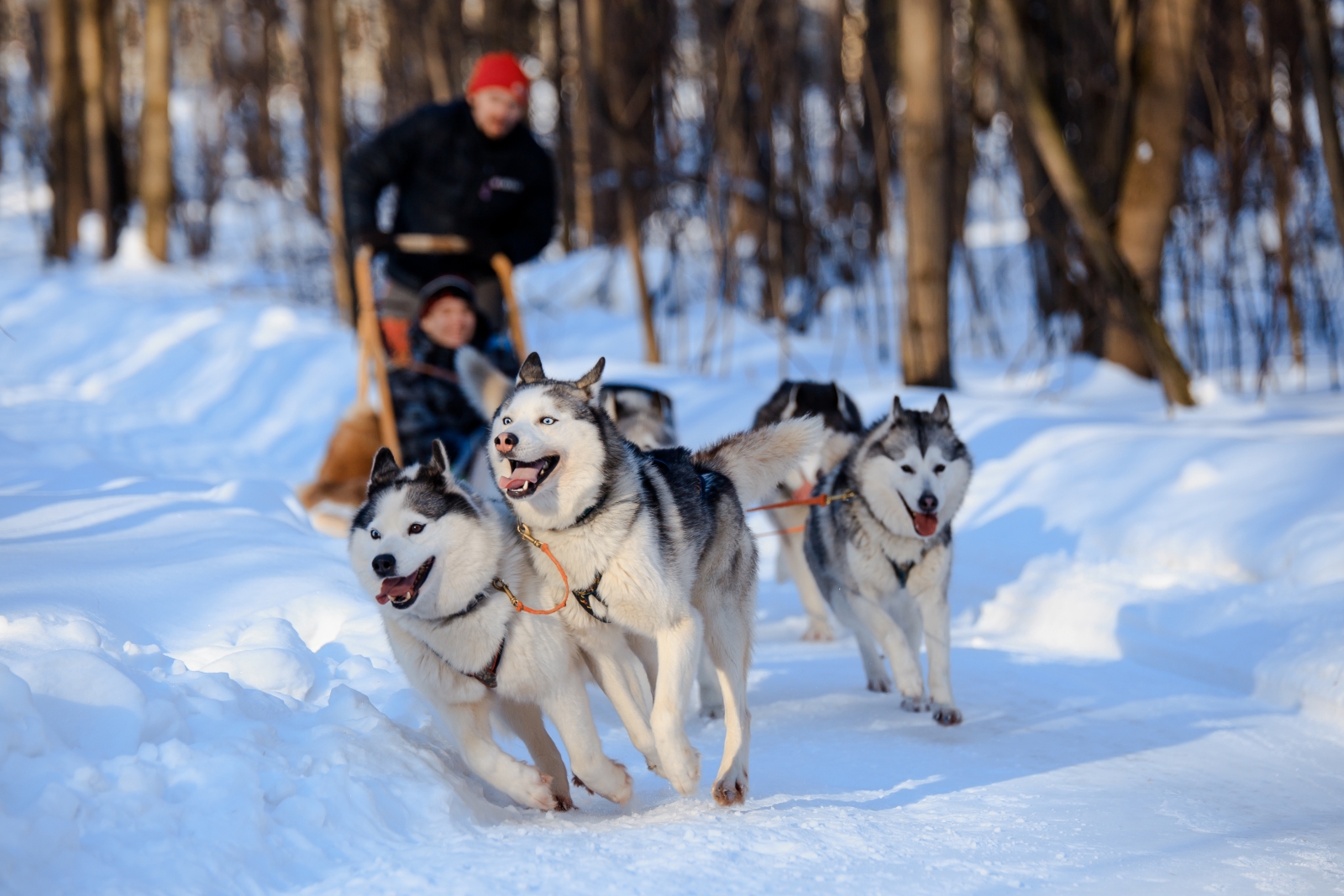 top-5-places-to-dog-sled-in-minnesota-boreal-community-media