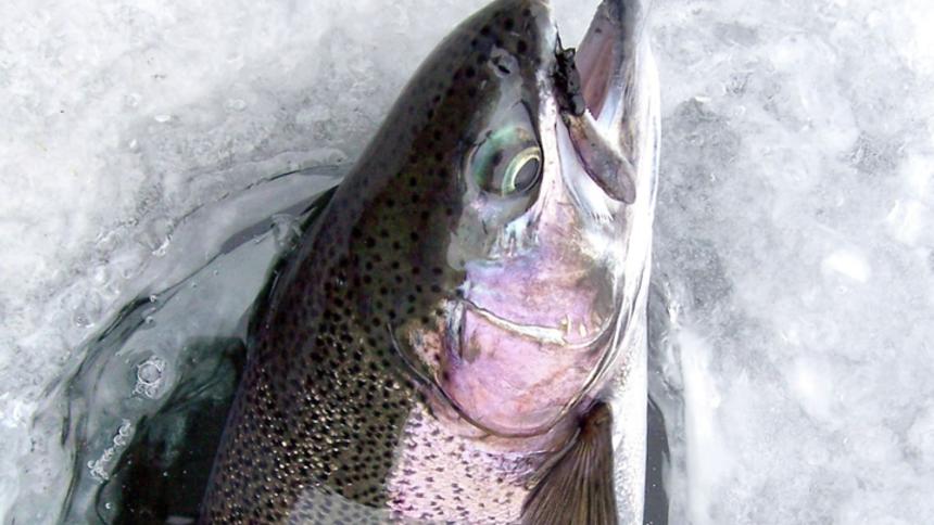MN DNR considers new rainbow trout management options