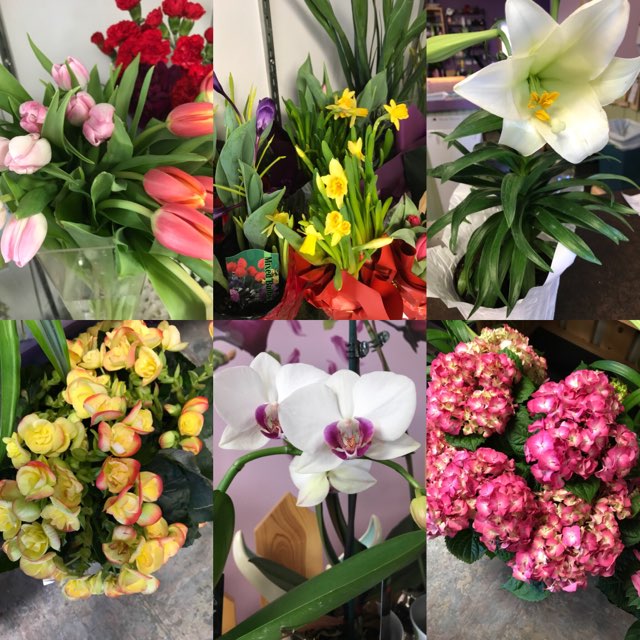 Terra Bella Floral & Gifts