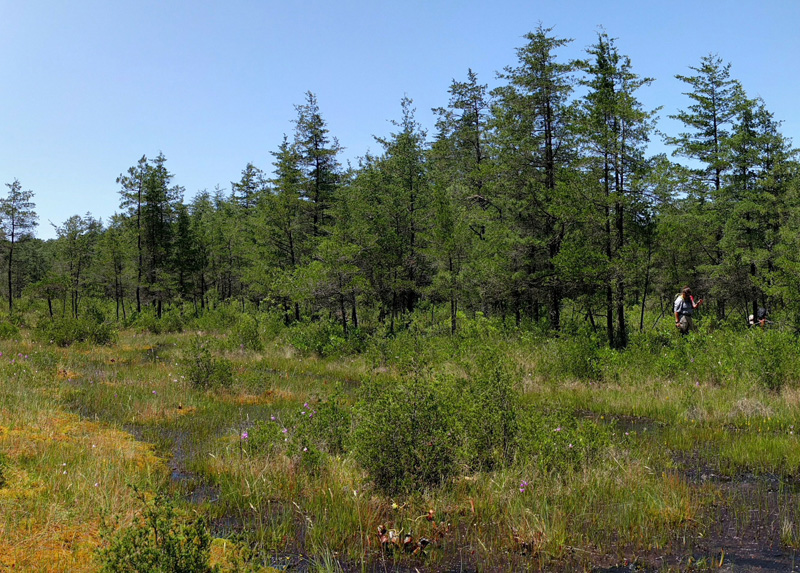 Pine Barrens Field Trip