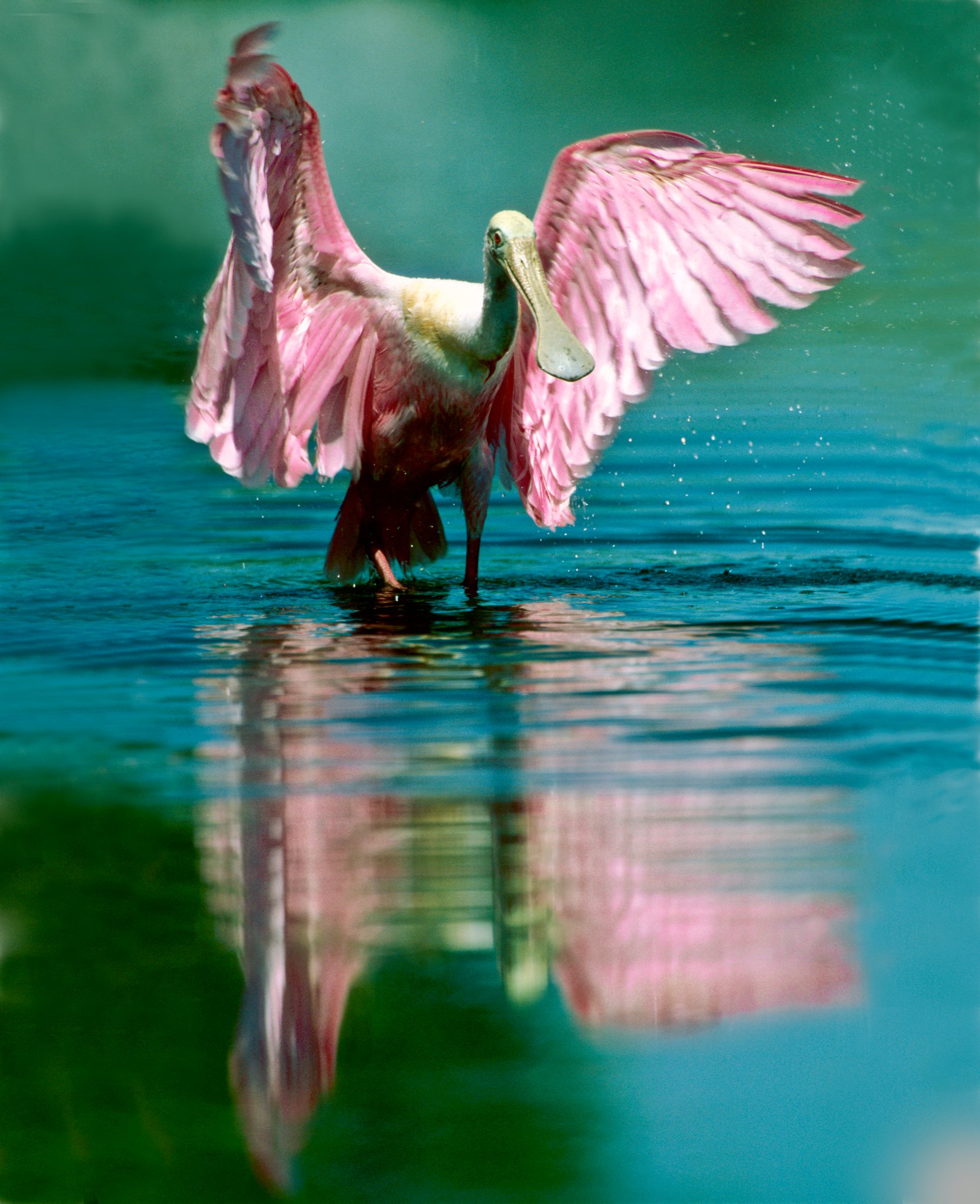 Summer Wildlife Programs