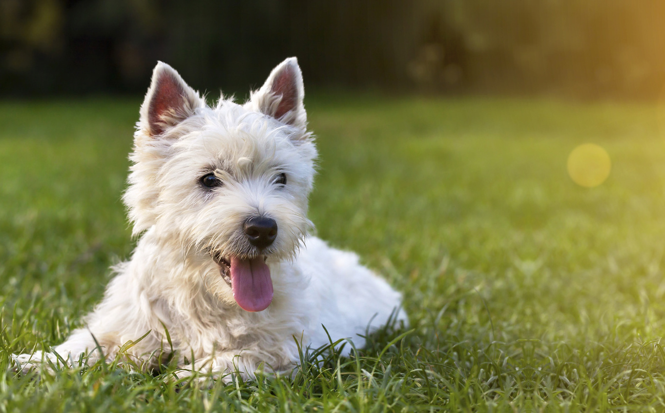 Hot Weather Safety Tips for Dogs Style Magazine
