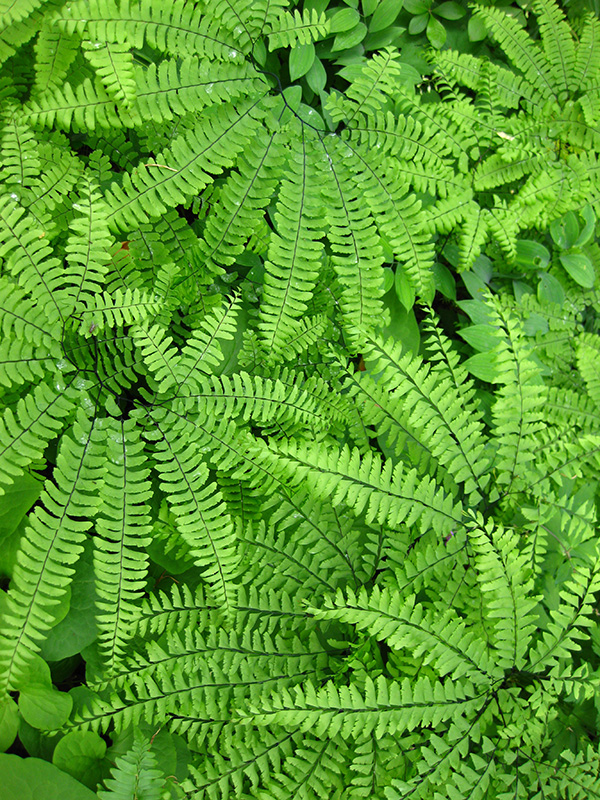 Native Ferns ID and Culture
