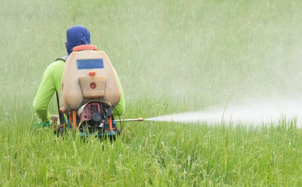 DNR begins herbicide applications in Two Harbors area Boreal