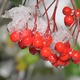 Thumb_fall-2013--009