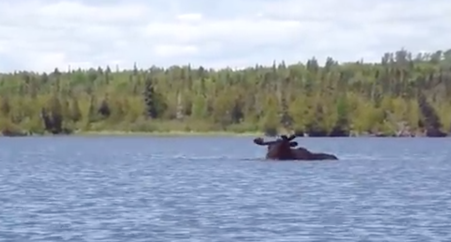 Video This diving, pooping moose is saving its ecosystem—for now. Boreal Community Media
