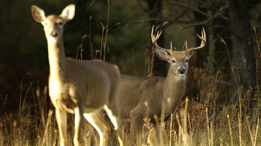 Minnesota Deer Kill Down 9.5 Percent From Last Year | Boreal Community ...