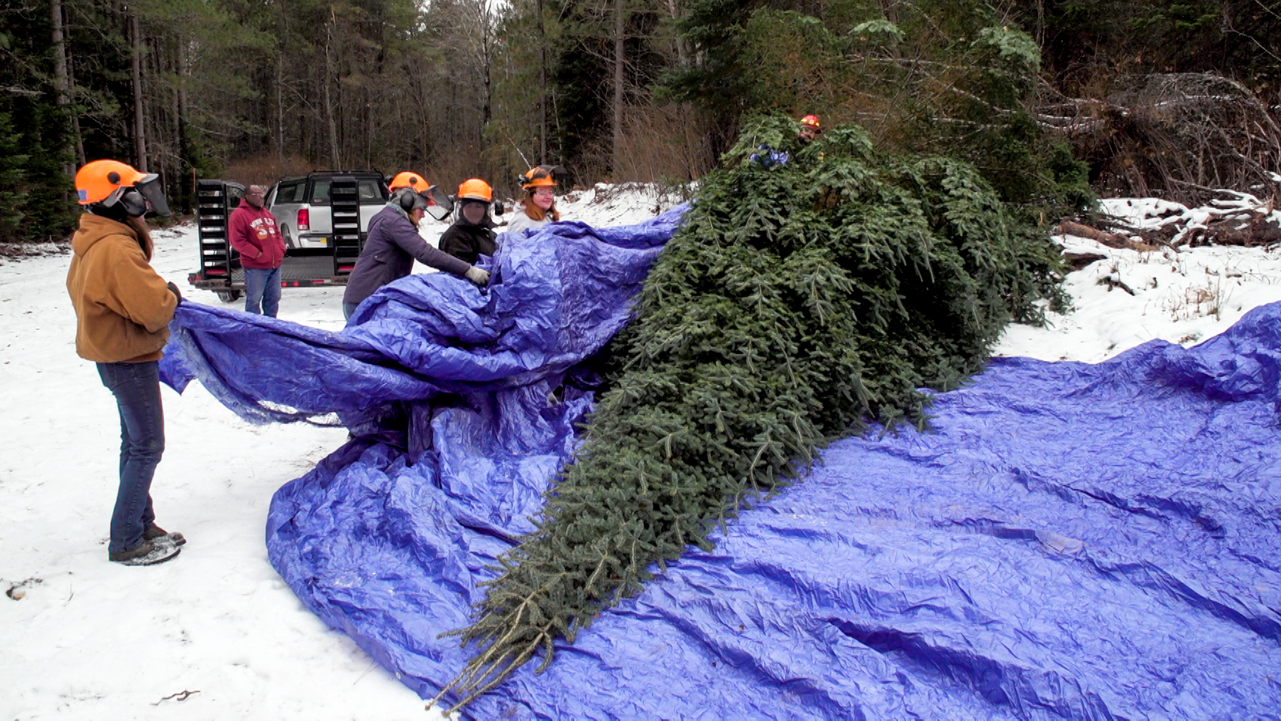 Governor’s Residence Christmas tree harvested from Nemadji State Forest