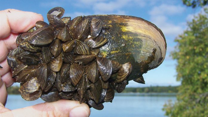 Strategy Offered For Fixing Damage From Invasive Mussels | Boreal