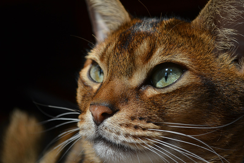 The Why of Whiskers Mountain Home Magazine