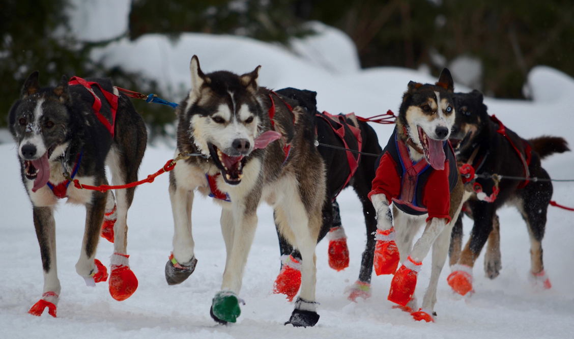 Spectator etiquette and schedules for the John Beargrease sled dog race