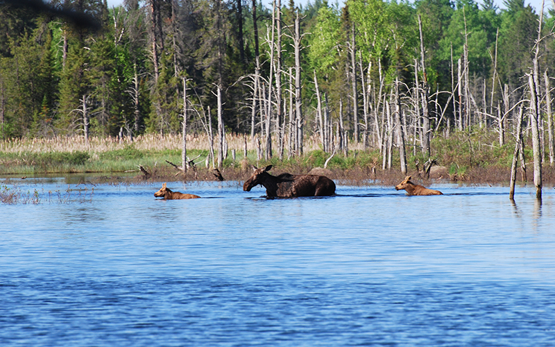 Northeastern Minnesota moose population remains low but stable Boreal