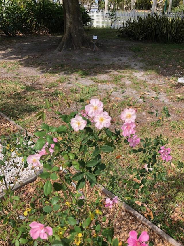Creating a Southwest Florida Rose Garden