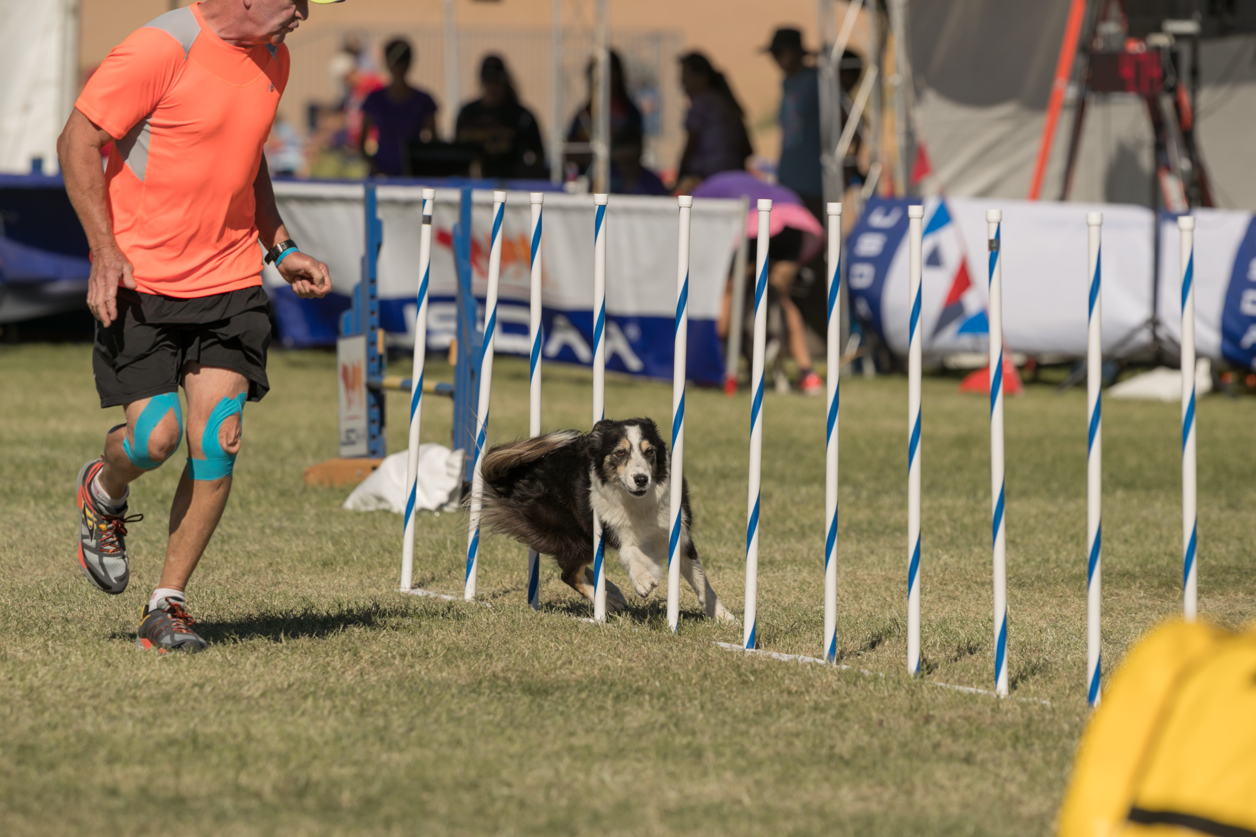 AllAround Dog Agility Championships