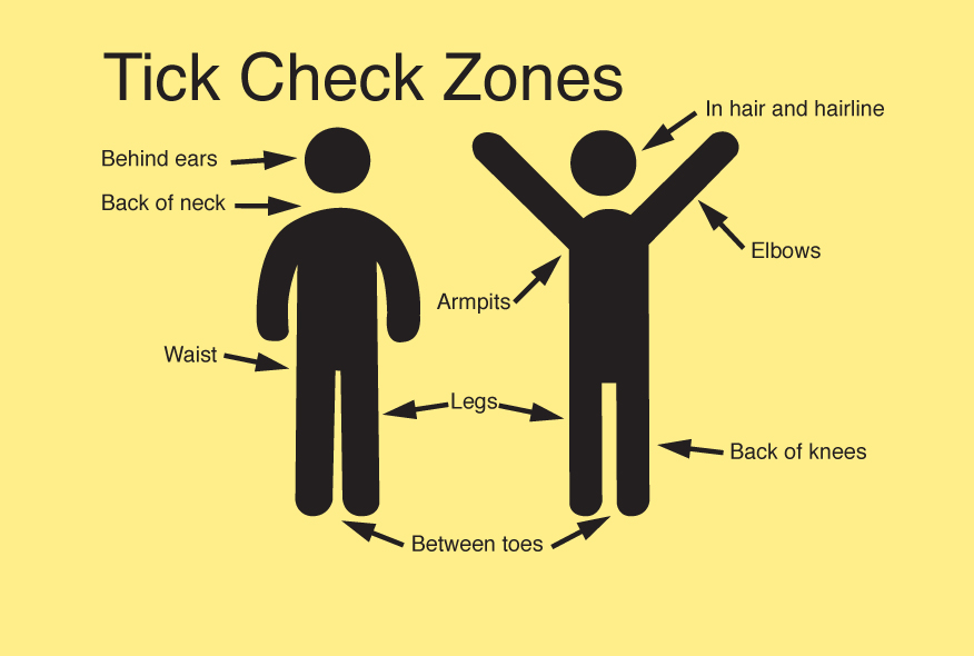 NH and VT are at Serious Risk When it Comes to Ticks Woodstock Magazine