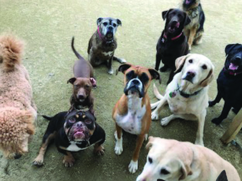 El Dorado Pet Club Style Magazine